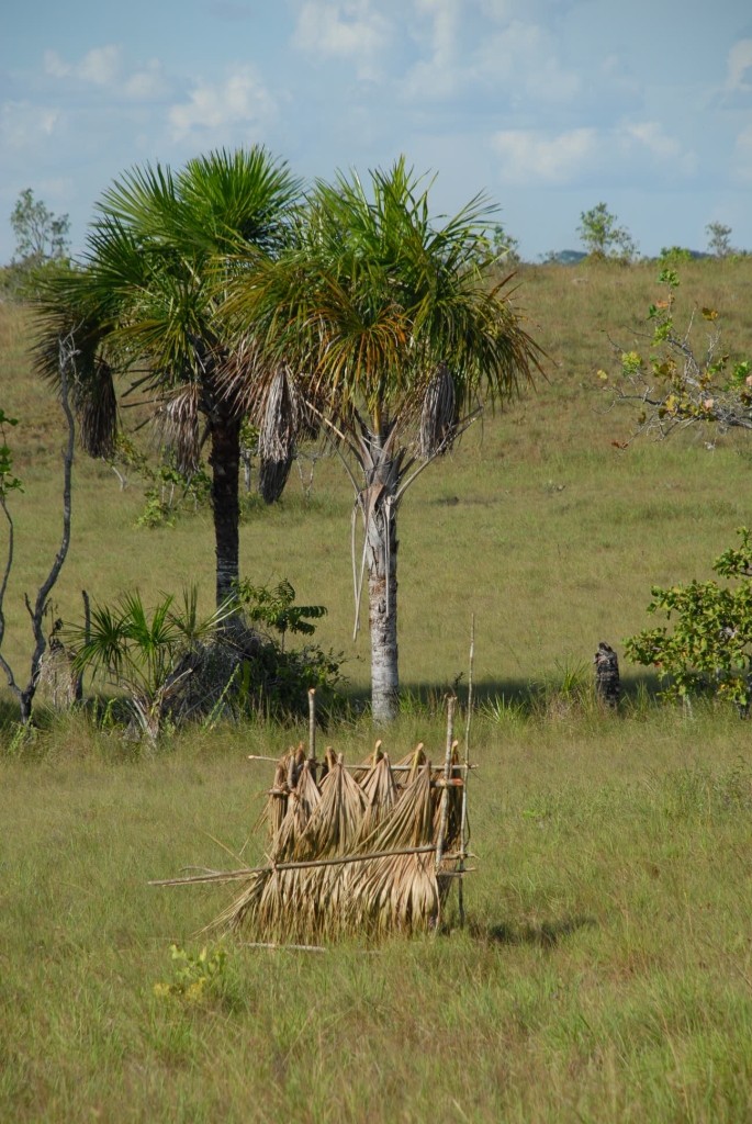 rupununi savanna, guyana