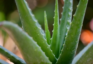 largest aloe vera producer