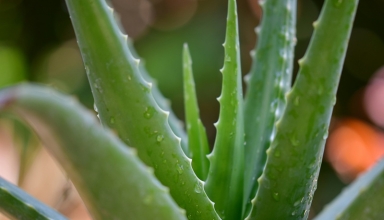 largest aloe vera producer