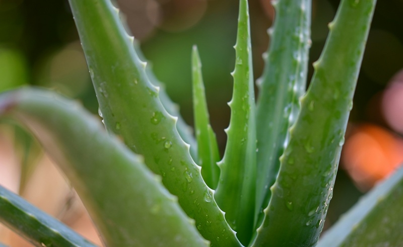 largest aloe vera producer