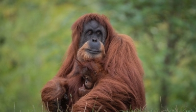 world’s rarest ape