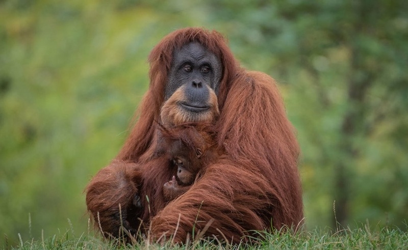 world’s rarest ape