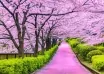 Tokyo Cherry Blossom Forecast 2026