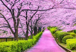 Tokyo Cherry Blossom Forecast 2026