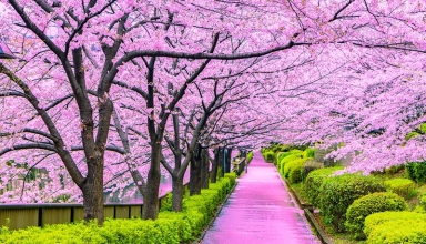 Tokyo Cherry Blossom Forecast 2026