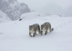 himachal snow leopards