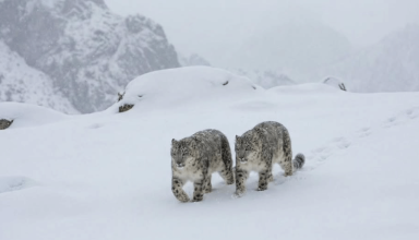 himachal snow leopards