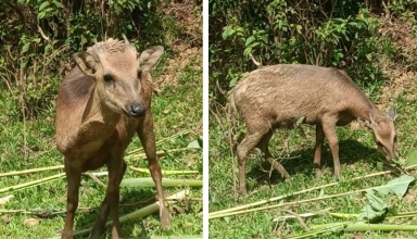 marinduque wildlife sanctuary philippine deer