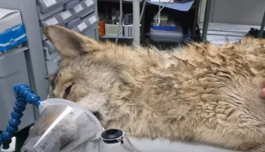 neukgu wolf captured