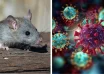 hantavirus in asia