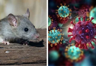 hantavirus in asia